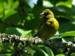 Greenfinch - Cotehele Gardens