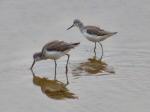 Greenshanks