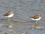 Greenshanks