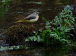 Grey Wagtail