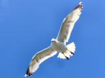 Herring Gulls