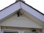 House Martins, South Milton Sands