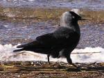 Jackdaw