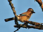 Jay, Dartmoor