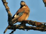 Jay, Burrator, Dartmoor