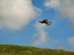 Kestrel, Glebe Cliffs