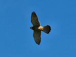 Kestrel, Glebe Cliffs