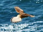 Kestrel, Glebe Cliffs