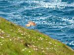 Kestrel, Glebe Cliffs