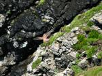 Kestrel, Glebe Cliffs