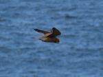 Kestrel, Rame Head