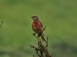 Linnet