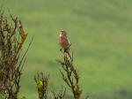 Linnet