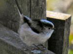 Long-tailed Tits