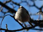 Long-tailed Tits