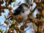 Long-tailed Tits