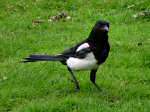 Magpie