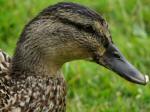 Mallards, Slapton Ley