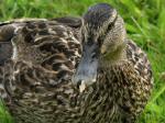 Mallards, Slapton Ley