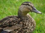 Mallards, Slapton Ley