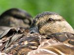 Mallards, Slapton Ley