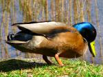 Mallards, Slapton Ley