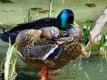 Mallard