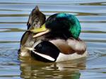 Mallard