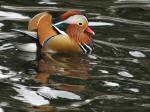 Mandarin Duck, Saltram, River Plym