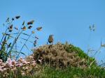 Meadow Pipit