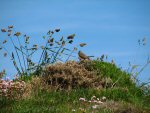 Meadow Pipit