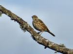 Meadow Pipit