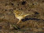 Meadow Pipit