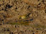 Meadow Pipit