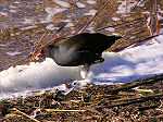 Moorhen