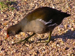 Moorhen