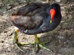 Moorhen