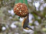 Nuthatch, Burrator, Dartmoor