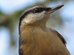 Nuthatch, Dartmoor