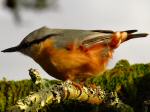 Nuthatch, Burrator, Dartmoor