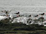 Oyster Catcher, Hannafore