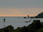 Oyster Catcher, Hannafore