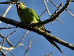 Ring-necked Parakeet