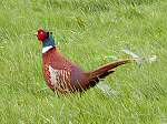 Pheasant