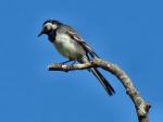 Pied Wagtail