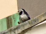 Pied Wagtail