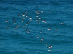 Razorbill