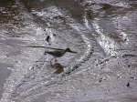 Redshanks