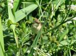 Reed Warbler, Slapton Ley