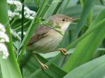 Reed Warbler, Slapton Ley